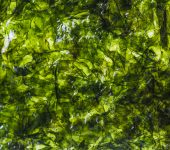 extractos de algas marinas