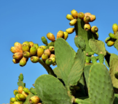 Plásticos a base de nopal FQC
